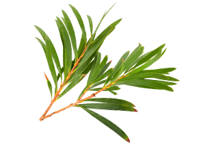 Tea Tree Essential Oil